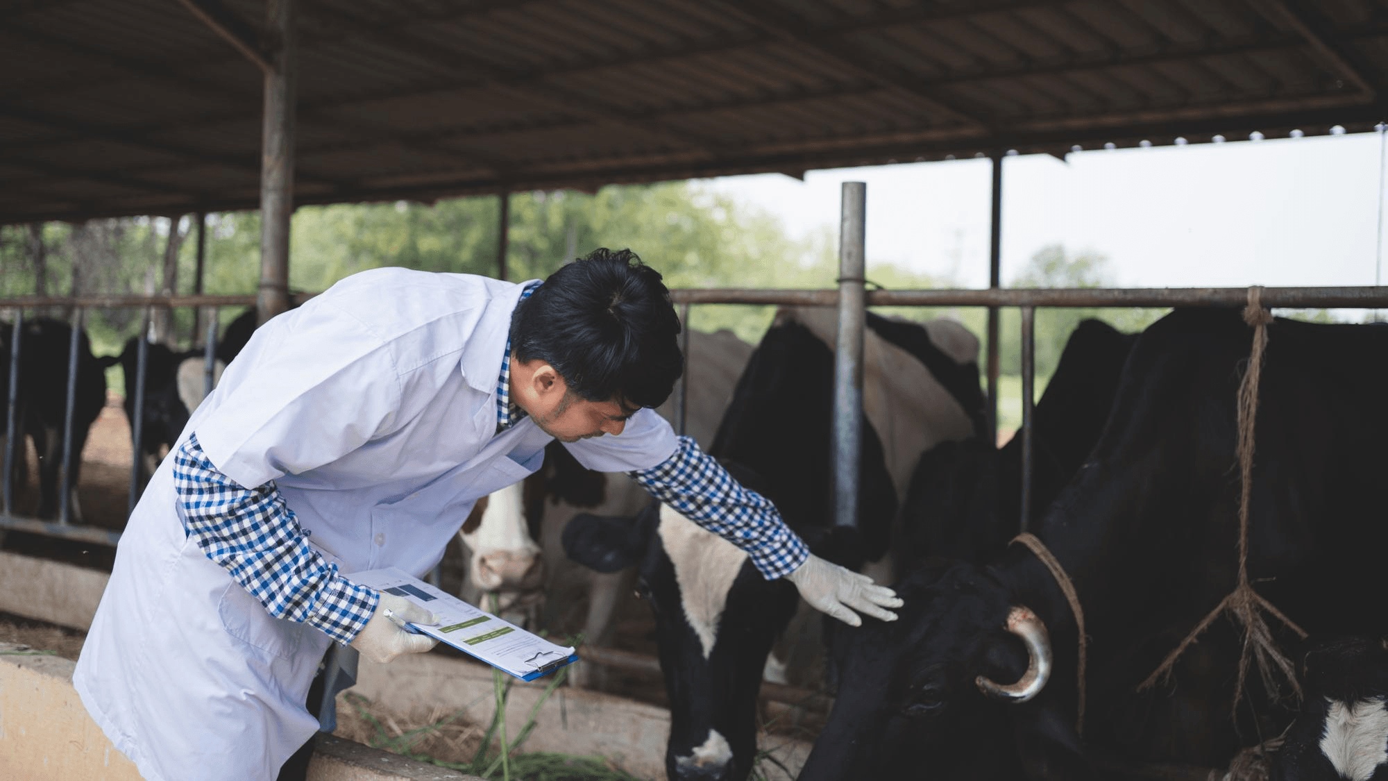 Veterinarian examining healthy cows inside a modern barn