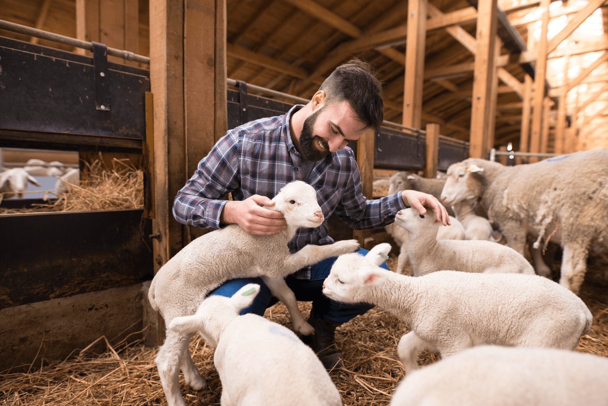Farmer feeding livestock in barn