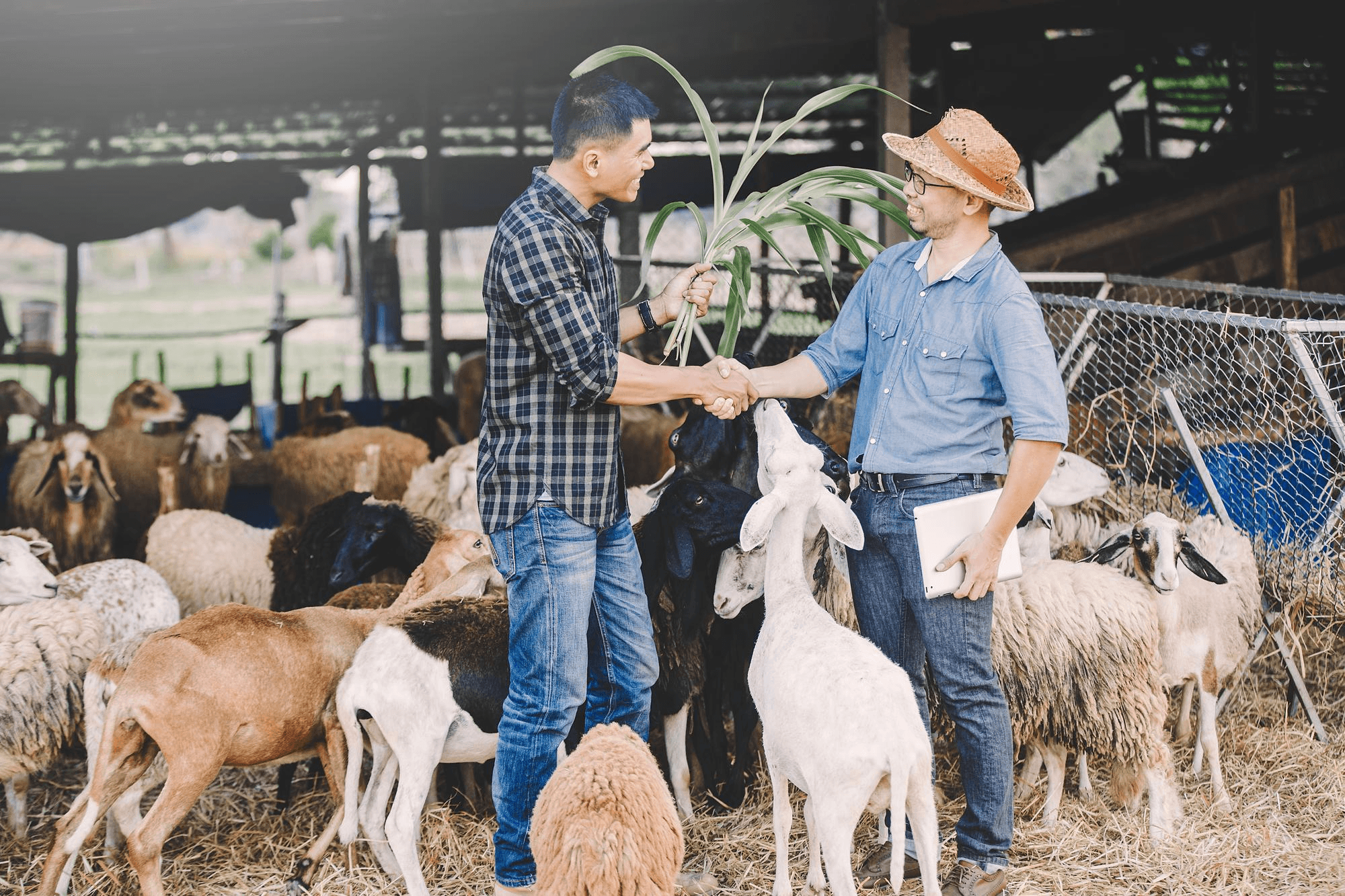 Farmers shaking hands at livestock farm